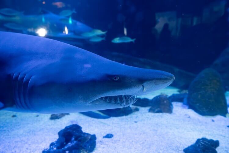 Dia Mundial de Conscientização sobre Tubarões e Raias: Oceanic Aquarium lança campanha em areia de praia catarinense para sensibilizar o público