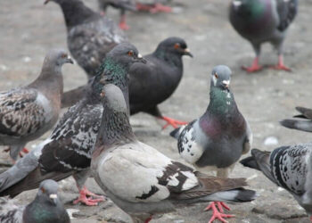 Alimentar pombos pode gerar multa em Balneário Camboriú
