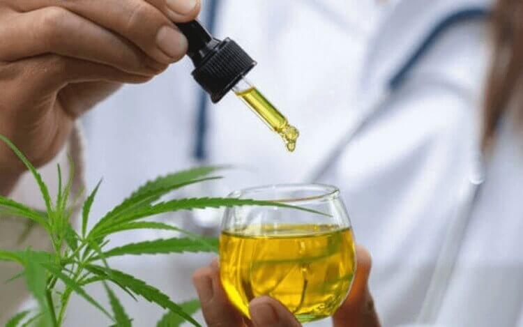 Nova lei garante canabidiol gratuito em cidade catarinense