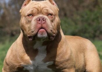 Decreto proíbe criação e venda de pit bulls em Santa Catarina