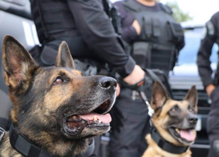 Morre Yankee, cão policial da Polícia Penal de SC, pouco antes da aposentadoria