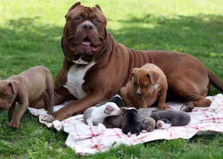 STF pode derrubar lei que proíbe criação de pit bulls em Santa Catarina