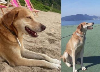 Berlim, o vira-lata mais famoso de Balneário Camboriú