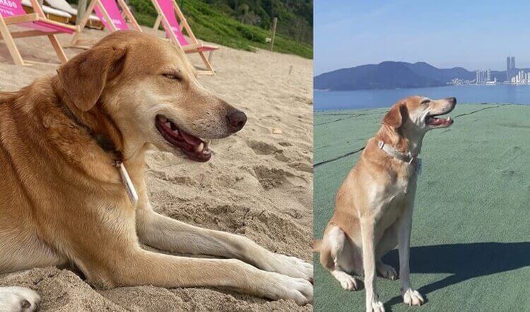 Berlim, o vira-lata mais famoso de Balneário Camboriú