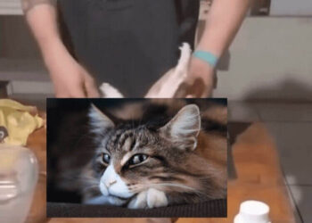 VÍDEO: Homem é preso após denúncia de matar e comer cães e gatos