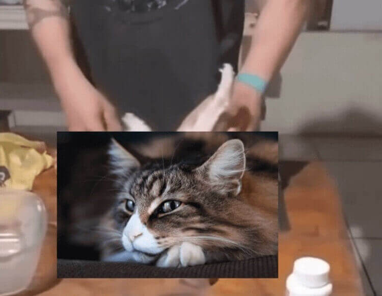 Homem é preso após denúncia de matar e comer cães e gatos