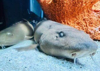 Filhotes de tubarão que “caminha” chegam ao Oceanic Aquarium em BC