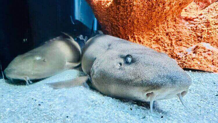 Filhotes de tubarão que “caminha” chegam ao Oceanic Aquarium em SC