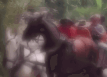 VÍDEO: Maus-tratos a cavalos, acidentes e morte marcam cavalgada em Nova Trento