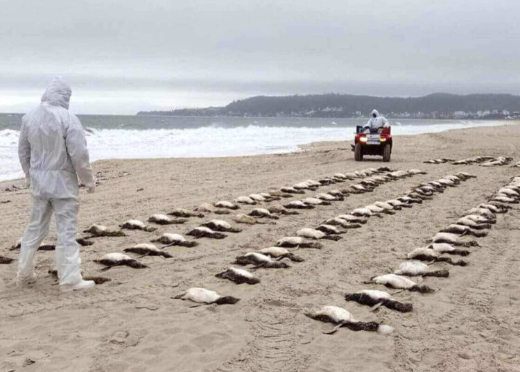 Mais de 130 pinguins encontrados mortos em Florianópolis