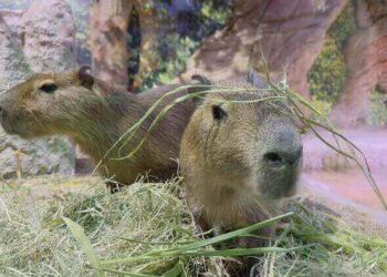 Dia da Capivara: conheça curiosidades sobre o maior roedor do mundo que virou “xodó” de crianças e adultos