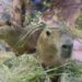 Dia da Capivara: conheça curiosidades sobre o maior roedor do mundo que virou “xodó” de crianças e adultos