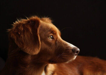 Balneário Camboriú lança programas de castração, vacinação e microchipagem para cães e gatos