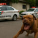 Policiais são atacados por Pit bull durante prisão por tráfico em Balneário Camboriú