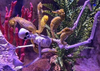 Halloween debaixo d’água: aquário de Balneário Camboriú transforma ambientes dos animais em alusão ao Dia das Bruxas