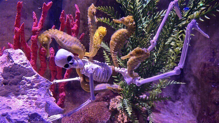 Halloween debaixo d’água: aquário de Balneário Camboriú transforma ambientes dos animais em alusão ao Dia das Bruxas