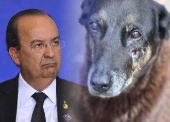 Após morte de cão Orelha, governador defende punições mais duras para adolescentes