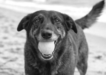 Manifestação “Justiça pelo Orelha” acontece neste domingo em Balneário Camboriú