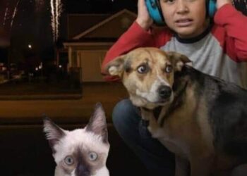 Fogos barulhentos podem ser banidos em sc: medida busca proteger autistas, idosos e animais