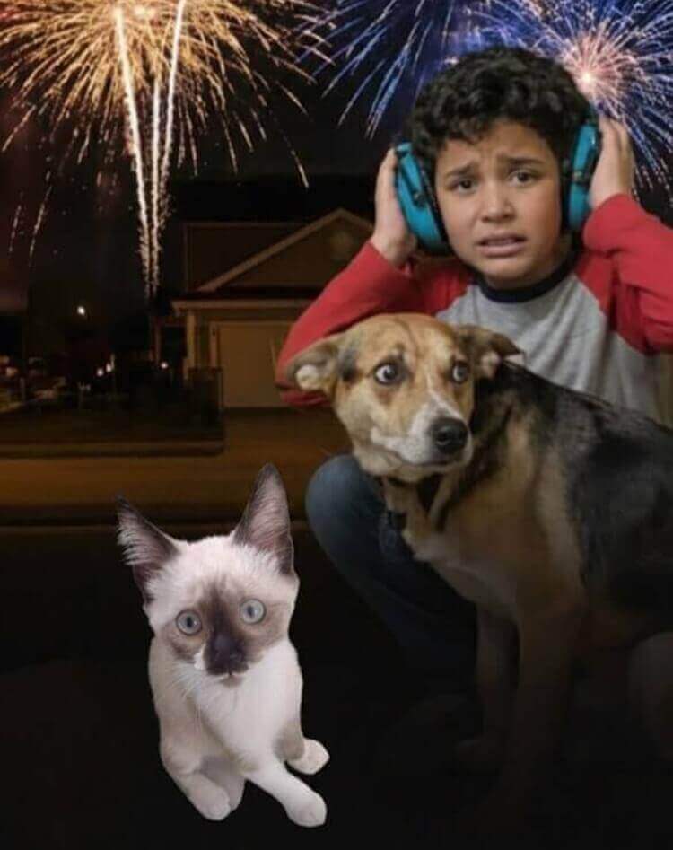 Fogos barulhentos podem ser banidos em sc: medida busca proteger autistas, idosos e animais