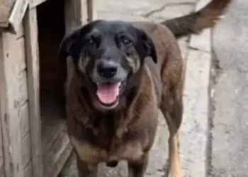 Mp de SC solicita exumação de Orelha para investigar morte do cão