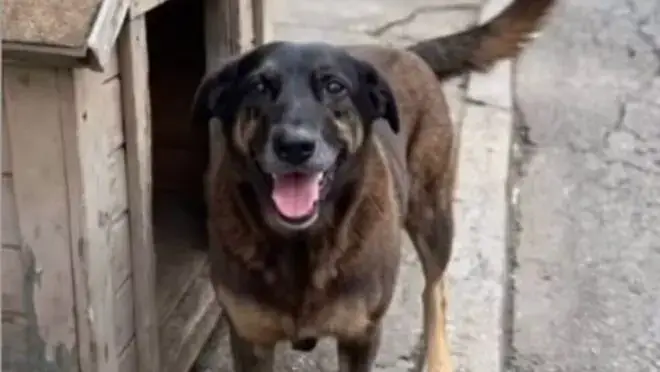 Após exumação, peritos não encontram quebras nos ossos do cão orelha