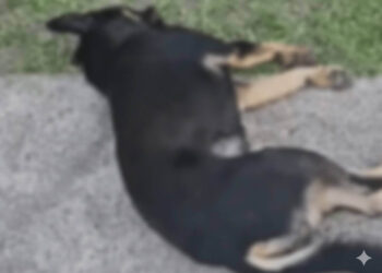 Cão é encontrado morto e adolescentes são suspeitos de jogar animal de prédio