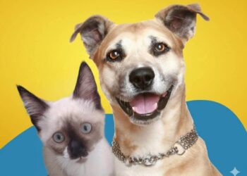 Projeto de lei quer autorizar sepultamento de cães e gatos com seus tutores