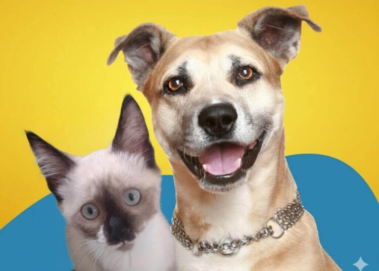 Projeto de lei quer autorizar sepultamento de cães e gatos com seus tutores