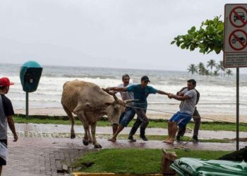 Operação intensifica combate à farra do boi em Santa Catarina e prevê multas pesadas