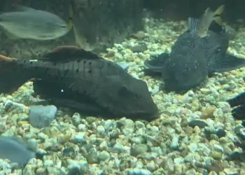 No Dia do Trabalhador, animais que atuam na “limpeza do mar” são destaque em aquário de Santa Catarina