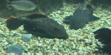 No Dia do Trabalhador, animais que atuam na “limpeza do mar” são destaque em aquário de Santa Catarina