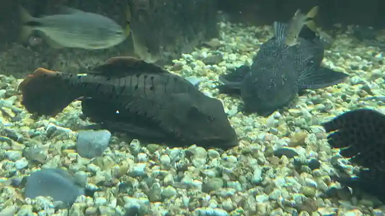No Dia do Trabalhador, animais que atuam na “limpeza do mar” são destaque em aquário de Santa Catarina
