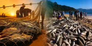 Safra da tainha 2026 começa em Santa Catarina com expectativa de recorde
