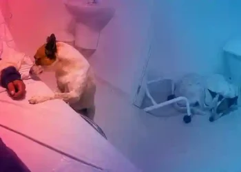 Cão acompanha dona por 12 horas em UPA de Balneário Camboriú e emociona