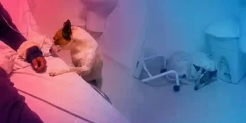 Cão acompanha dona por 12 horas em UPA de Balneário Camboriú e emociona