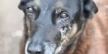 MPSC diz que cão Orelha não foi agredido e pede arquivamento do caso em SC