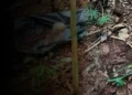 Mistério em Itajaí: Ossada humana é localizada em área de mata na Praia Brava