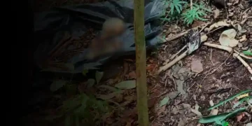 Mistério em Itajaí: Ossada humana é localizada em área de mata na Praia Brava
