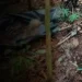 Mistério em Itajaí: Ossada humana é localizada em área de mata na Praia Brava