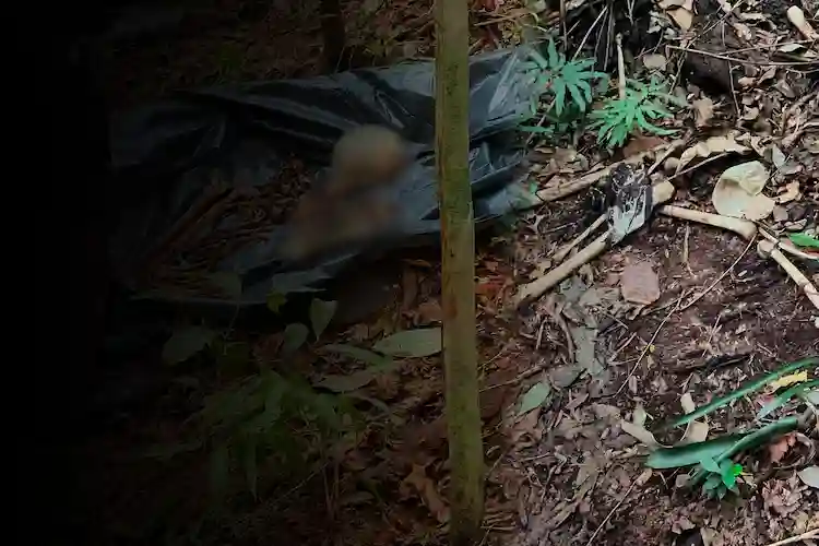 Mistério em Itajaí: Ossada humana é localizada em área de mata na Praia Brava Mistério em Itajaí: Ossada humana é localizada em área de mata na Praia Brava