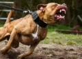 Criação de Pit Bulls volta a ser permitida em SC após decisão do TJSC