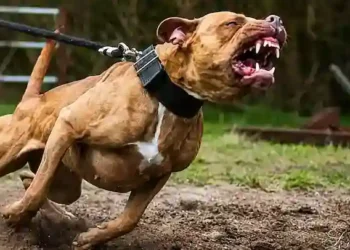 Criação de Pit Bulls volta a ser permitida em SC após decisão do TJSC
