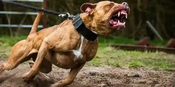 Criação de Pit Bulls volta a ser permitida em SC após decisão do TJSC