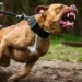 Criação de Pit Bulls volta a ser permitida em SC após decisão do TJSC