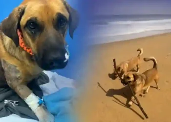 Cão comunitário morre após suspeita de maus-tratos em Balneário Camboriú