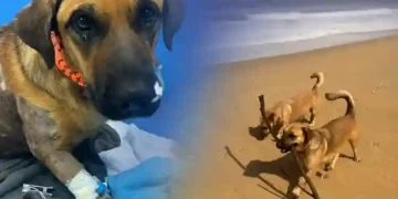 Cão comunitário morre após suspeita de maus-tratos em Balneário Camboriú