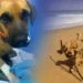 Cão comunitário morre após suspeita de maus-tratos em Balneário Camboriú