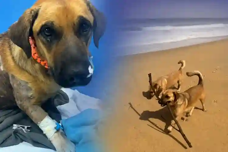 Cão comunitário morre após suspeita de maus-tratos em Balneário Camboriú Cão comunitário morre após suspeita de maus-tratos em Balneário Camboriú