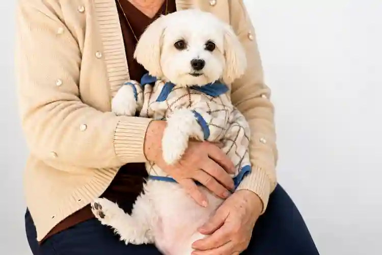 Bob é encontrado após desaparecer em acidente que matou idosa em Penha